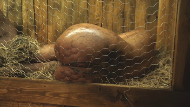 3. Download full pics of Rabbit hutch from horrorporn.com